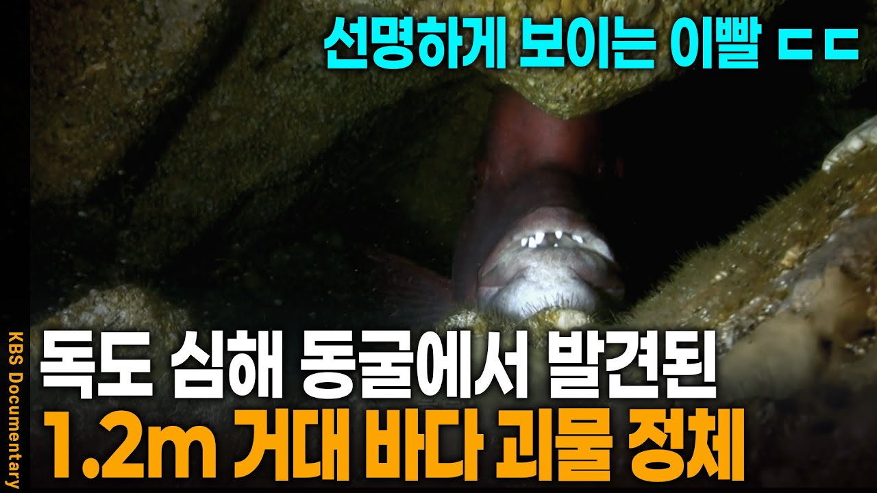 독도 수중 동굴에서 발견된 거대 바다 괴물의 정체 | KBS 20130102 방송