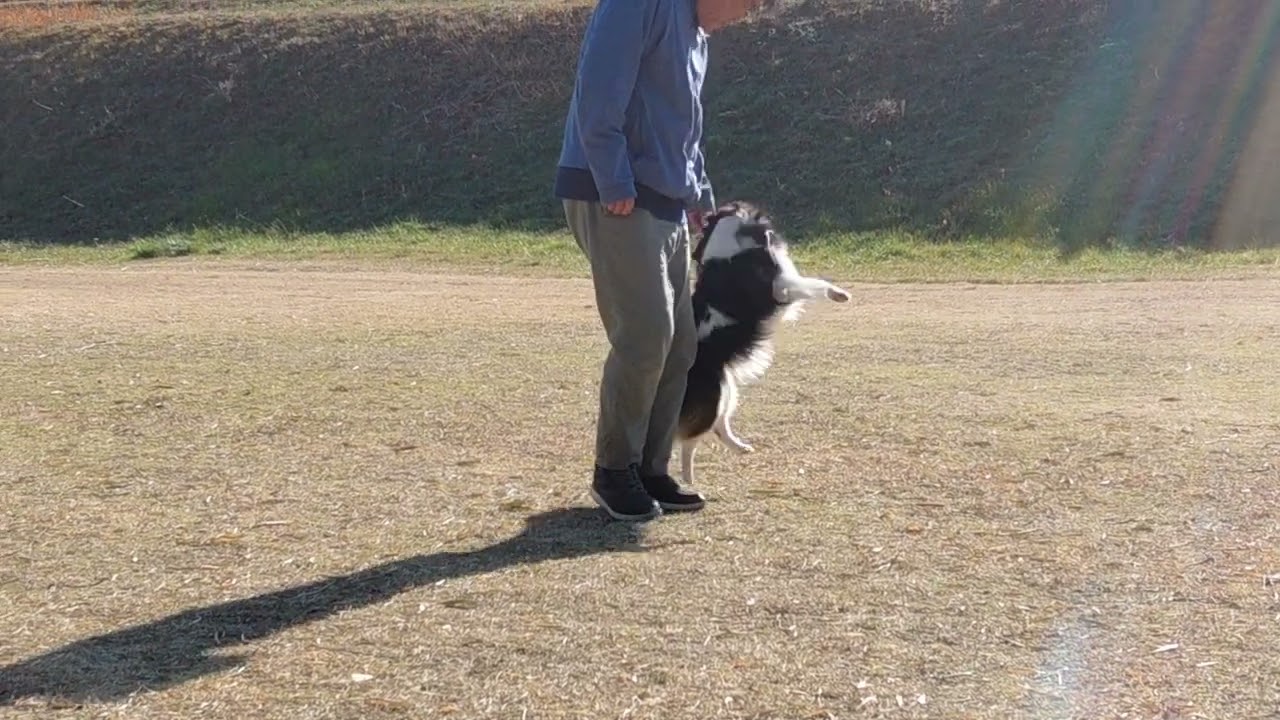 2026年1月22日レアルちゃんトレーニング①