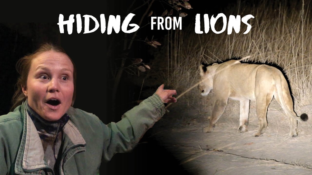 HIDING FROM LIONS // Fig Tree Lodge - Kafue National Park