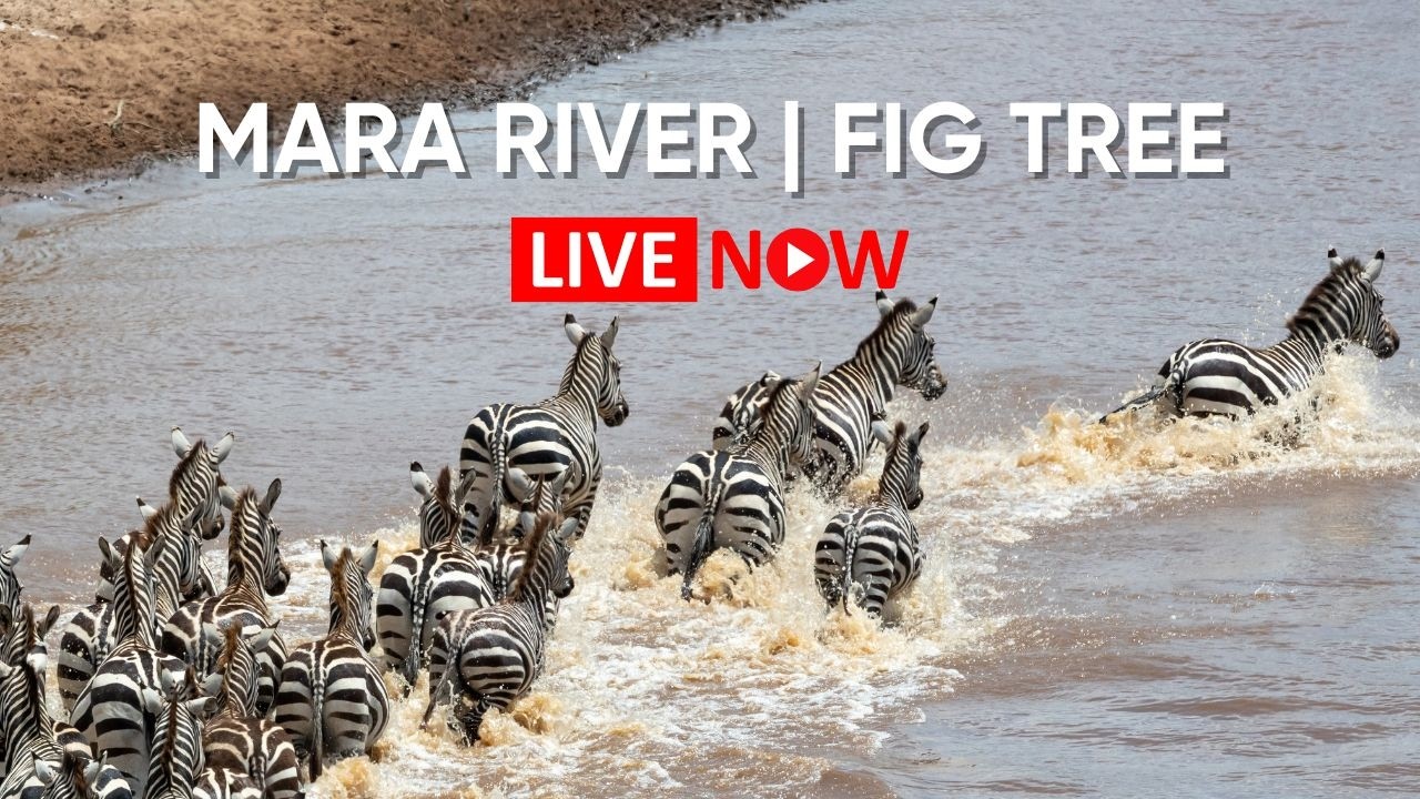 Mara River LIVE: Fig Tree Crossing Wildebeest Migration Cam