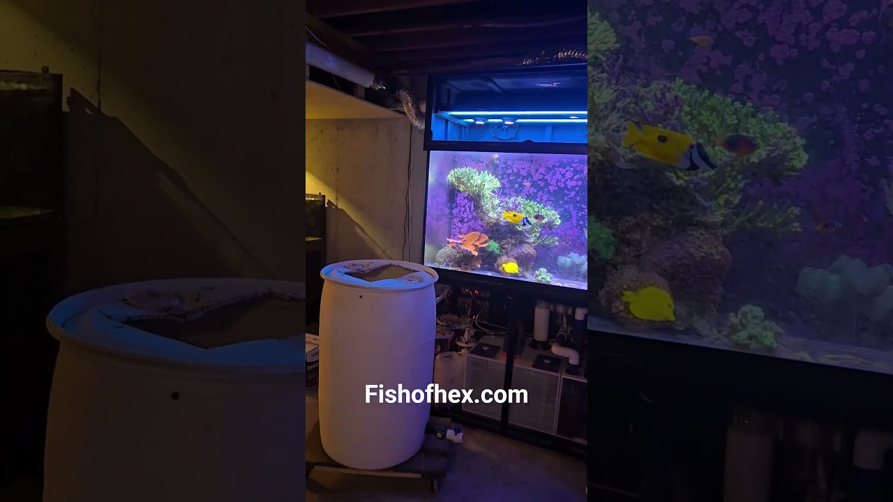 25 Frags with free shipping.  Only 7 left. coral sale ending 8/31/25