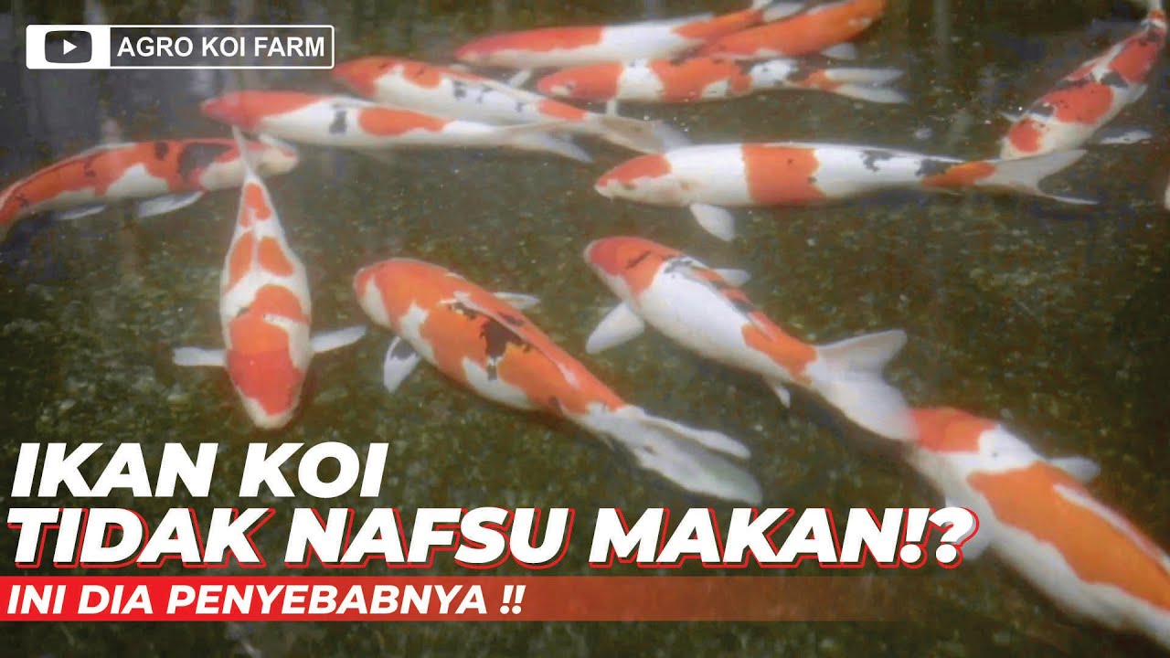 INILAH 5 ALASAN KOI TIDAK NAFSU MAKAN YANG JARANG DIKETAHUI !!!