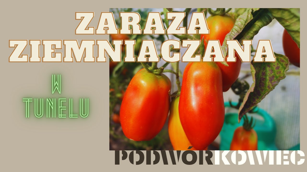 Czy to koniec uprawy? Zaraza ziemniaczana w tunelu!!!