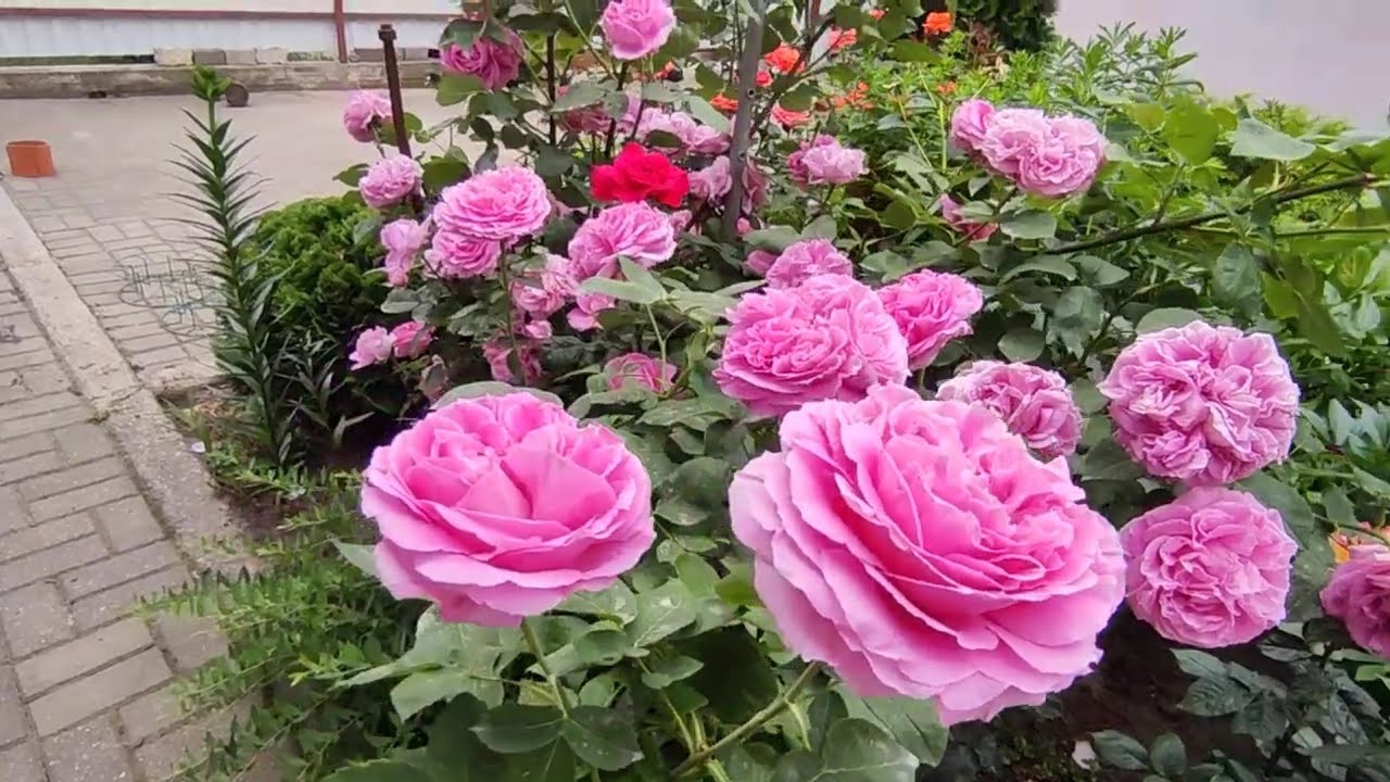 Обрезка и подкормка роз после первого цветения🌹🌹🌿🌿