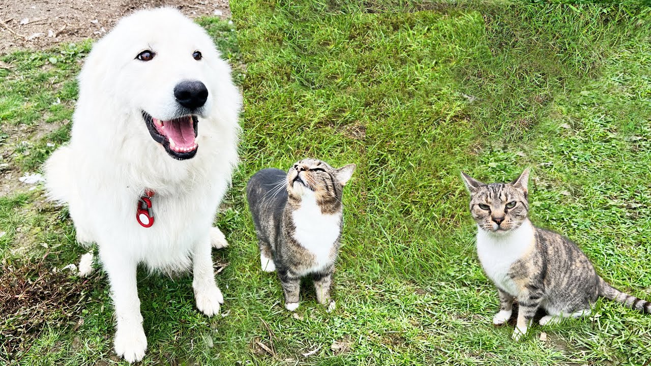 My Guard Dog Thinks He's a Barn Cat