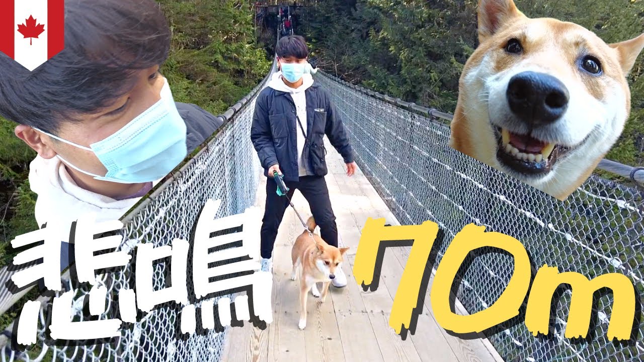 【吊り橋効果】高さ７０mで柴犬とデートしてきました。