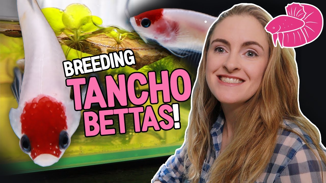 Breeding Tancho Betta Fish! Simple Walkthrough from Spawning to Jarring