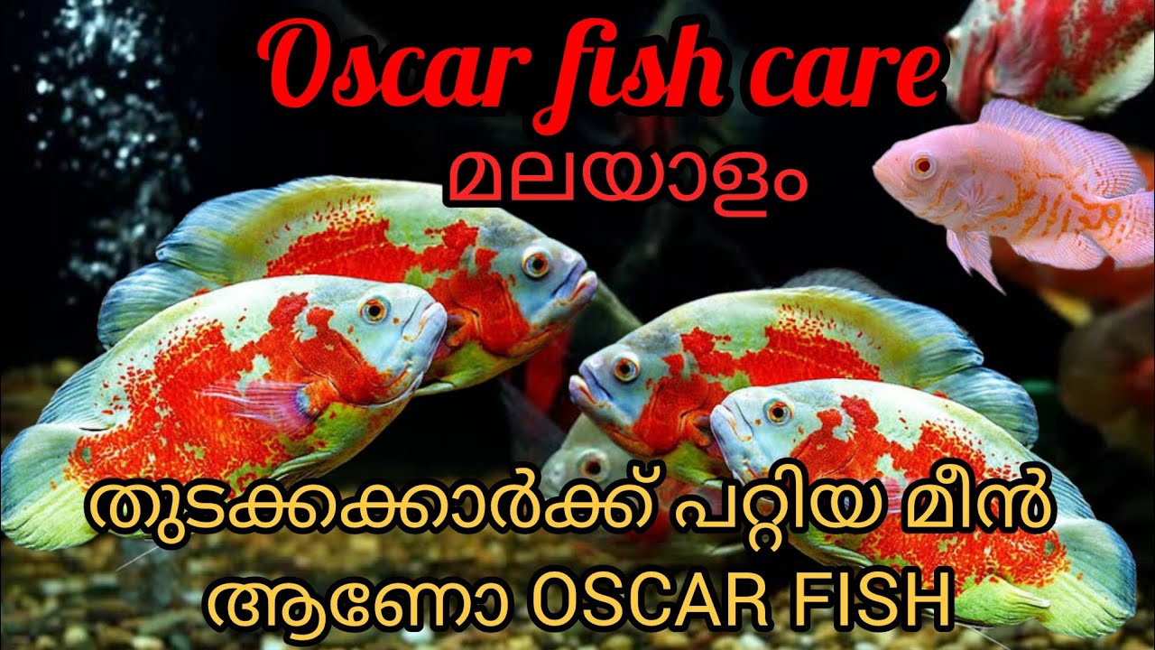 Oscar fish care in malayalam | തുടക്കക്കാർക്ക് പറ്റിയ മീന്‍ ആണോ Oscar fish 