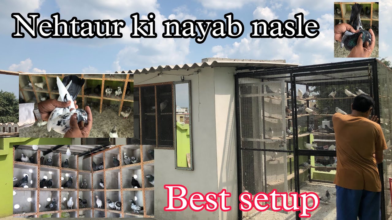 Kale Paro k bhuree kabootar || jila Bijnor nehtaur ki nayab nasle