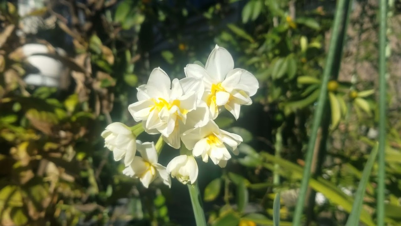 🌼すいせん水仙🌼　八重咲きの水仙