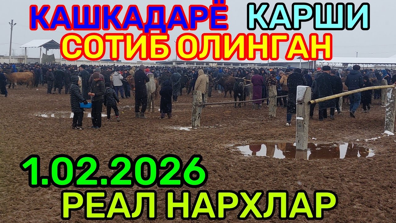 1.02.2026 SOTIB OLINGAN REAL NARXLAR QARSHI MOL BOZORIDA 