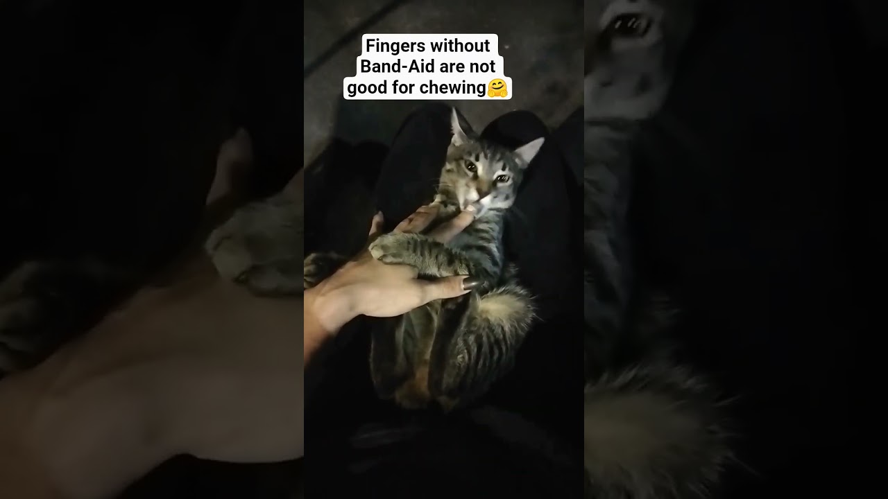 DIY Cat Chew Toy Hack