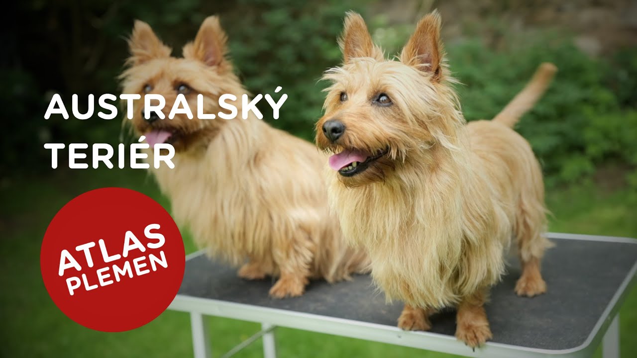 🐶 Chcete s námi poznat australského teriéra? Další atlas plemen je tu...