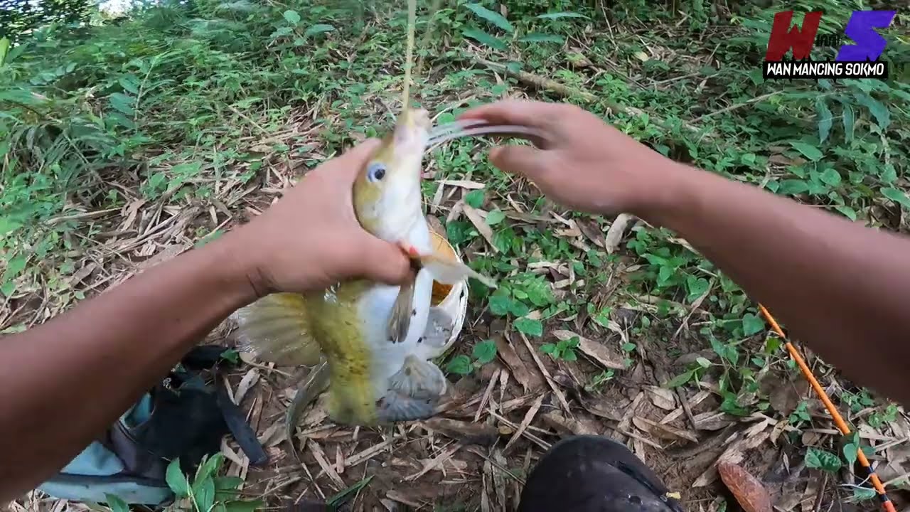 mancing ikan baung | rezeki di spot pertama | sungai serau kuala lipis pahang 