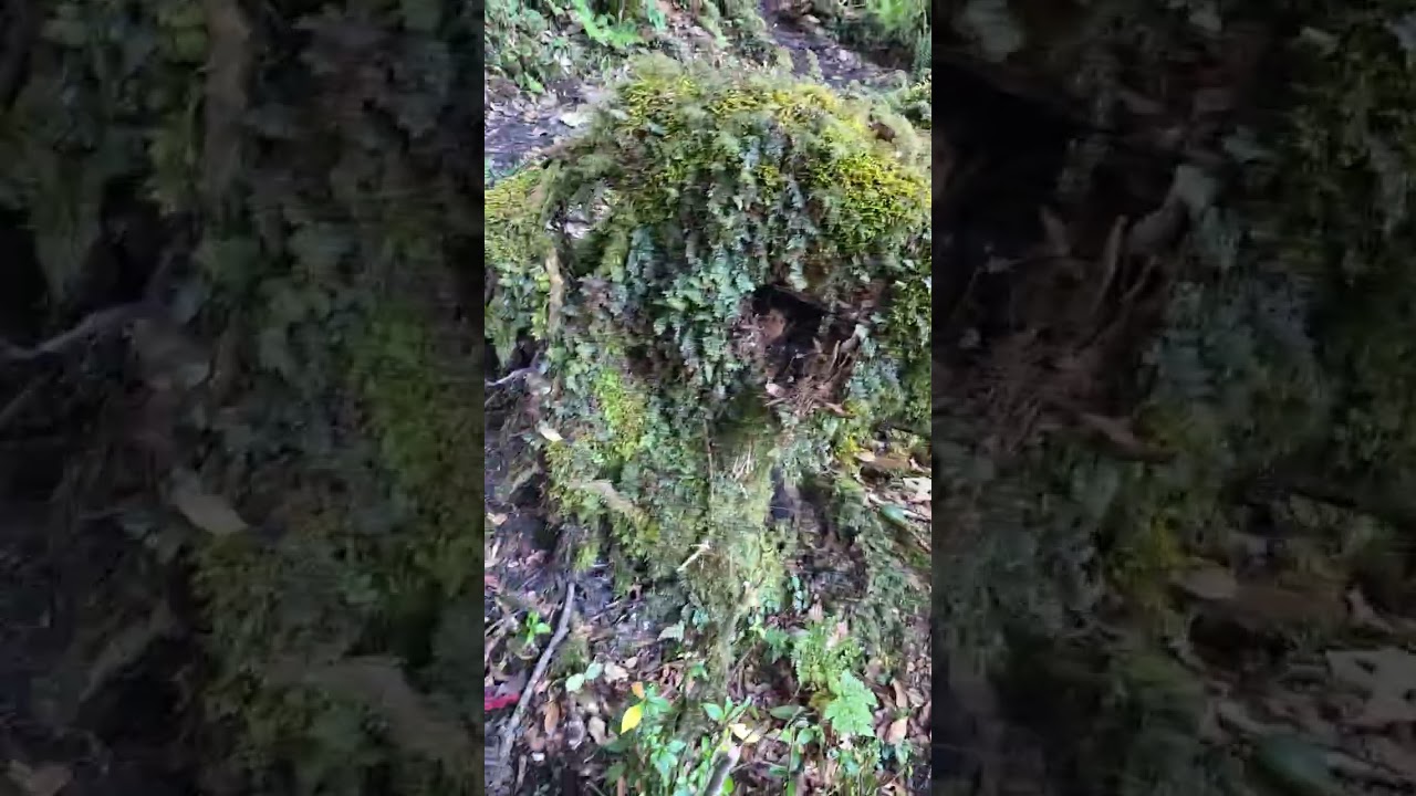 Đứng trên đỉnh Sa Mu – Xím Vàng, Bắc Yên, Sơn La,nhìn biển mây lần cuối trước khi bắt đầu xuống núi.