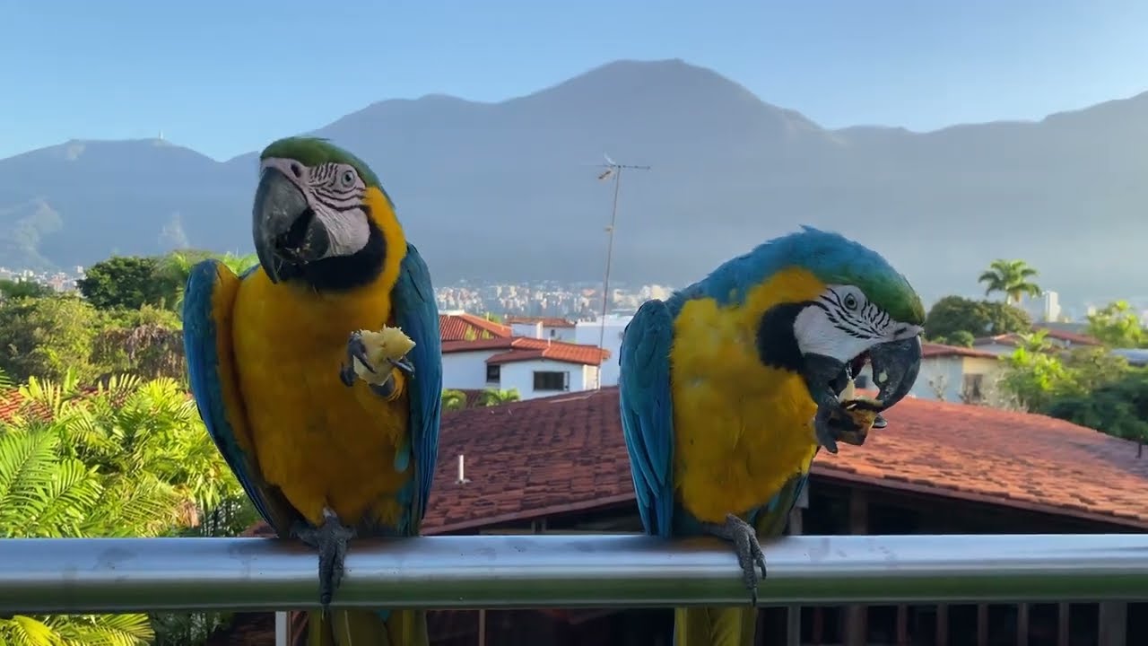 Venezuelan Guacamayas (Macaw parrots) & Avila Mountain in Caracas