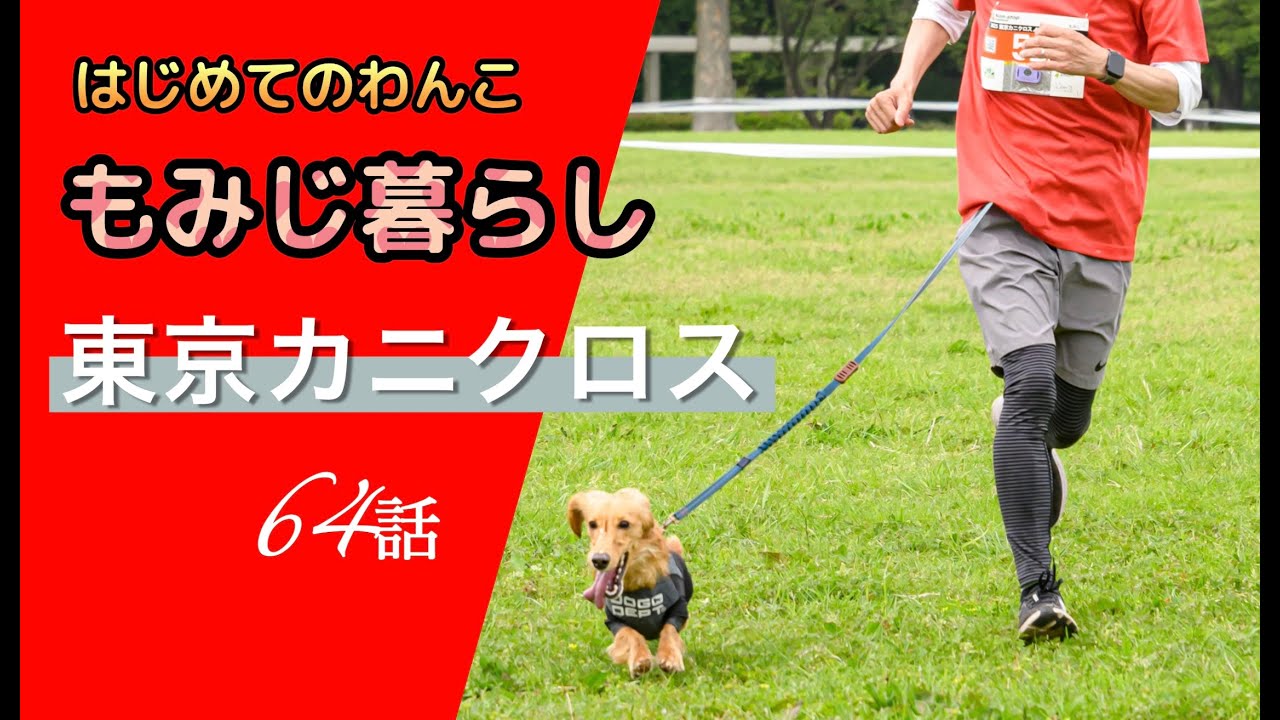 はじめてのわんこ もみじ暮らし 東京カニクロス  64話