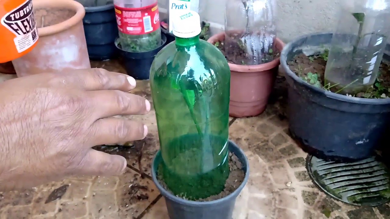 ESTAQUIA EM PÉ DE MEXERICA POKAN