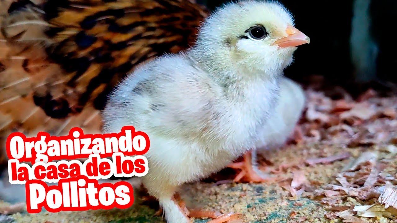 Organizando un lugar para los Pollitos 🐤 Primeros pasos cuando nacen 🐣 Consejos y Tips