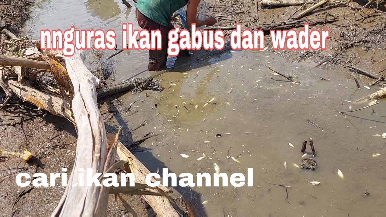 IKAN YG DI KURAS BERLOMPATAN MEMBUAT SERU DI SAKSIKAN