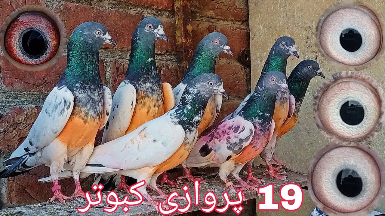 نئے پروں کے 19 ٹیڈی اور لال آنکھوں کے پروازی کبوتر( محمد حسیب اکرم 0310:4502055)