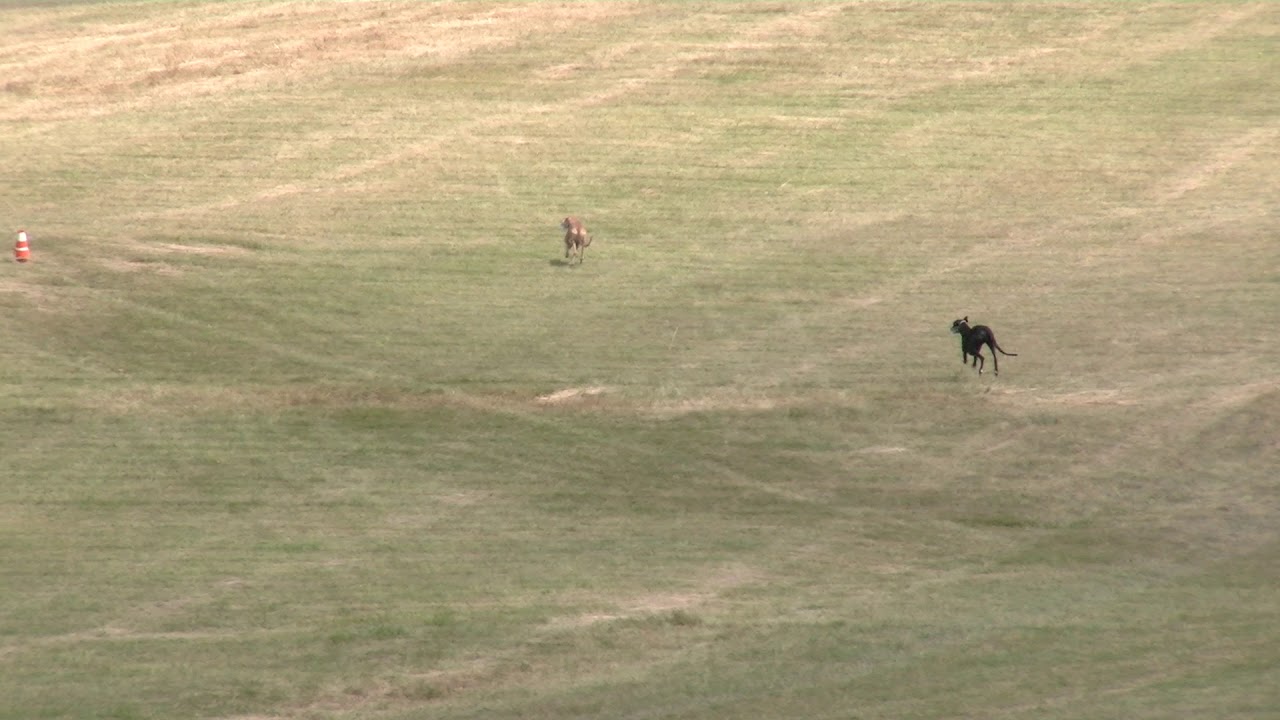 Coursing training Greyhounds