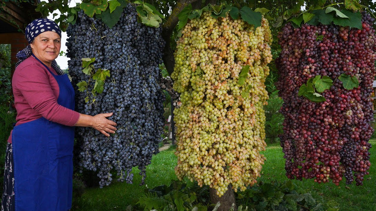 Сбор  Винограда и Приготовление Варенья по-Старинке 🍇
