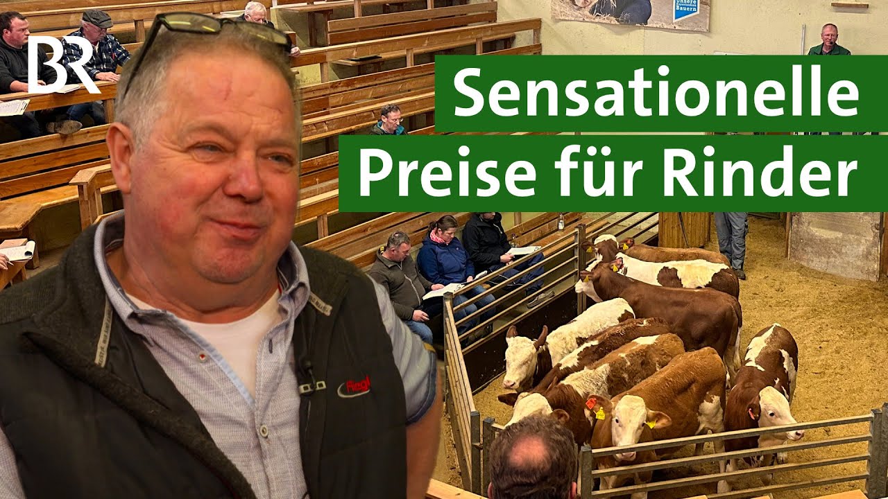 Sensationelle Preise f&uuml;r K&auml;lber und Jungbullen bei Versteigerung | Rinder Auktion | Unser Land | BR