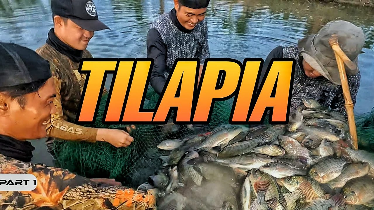 P1 - TILAPIA HARVEST - EP2120