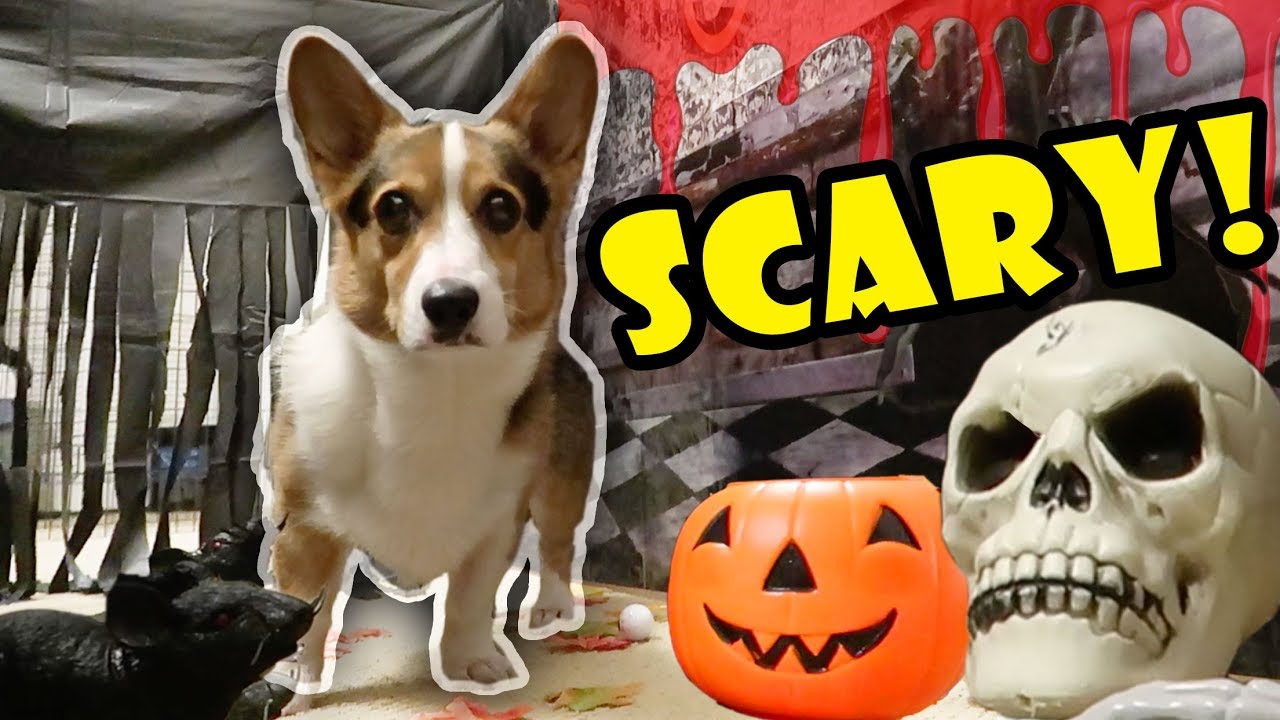 Corgis Haunted Halloween Tunnel