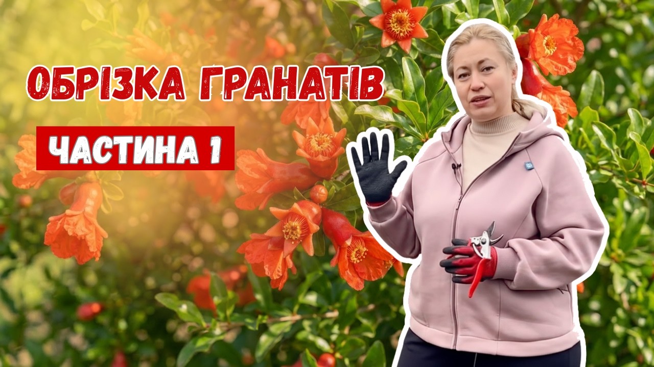 Обрізка гранатів. Ч.1. Молоді 2-3 річні рослини