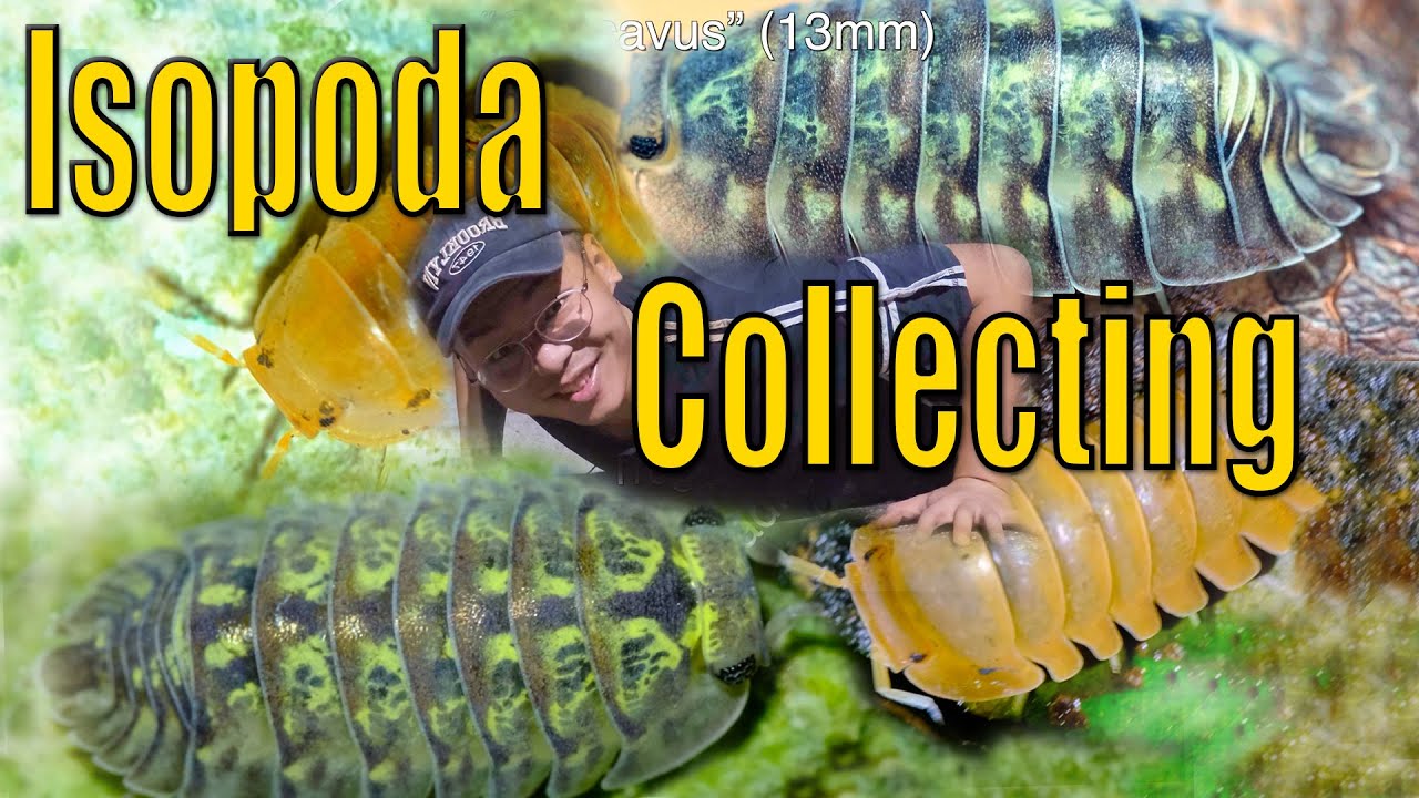 Searching Isopods In The Wild 2023