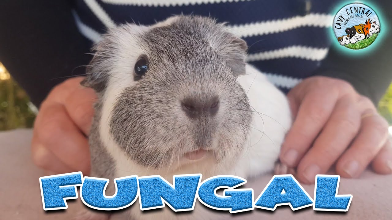 Can guinea pigs get fungal - what does fungal on guinea pigs look like with Lyn from Cavy Central