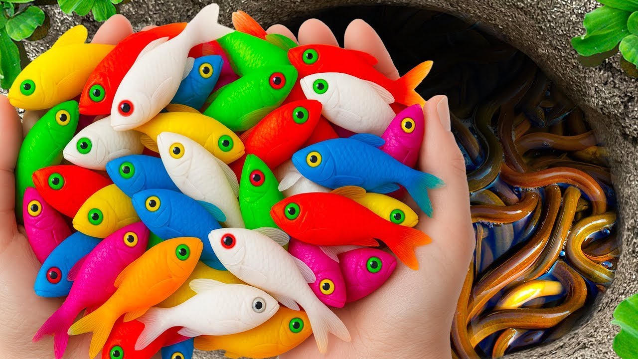 Catch beautiful aquarium fish in small pond: baby turtles, pencil fish, iguanas, molly fish, xecan.