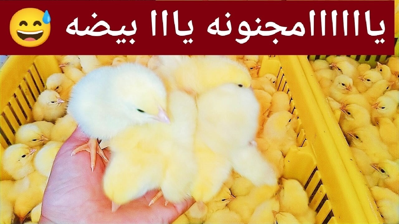 عاااجل✋إنقلاب سريع لسوق الدواجن😯وأسعار الفراخ البيضه وأسعار الكتاكيت تفاجئ الجميع 🤫ونزول الأعلاف 🏃👇