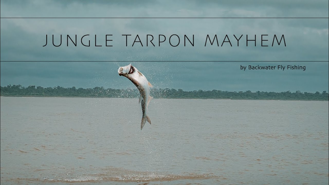 Jungle Tarpon Mayhem: Fly Fishing Costa Rica