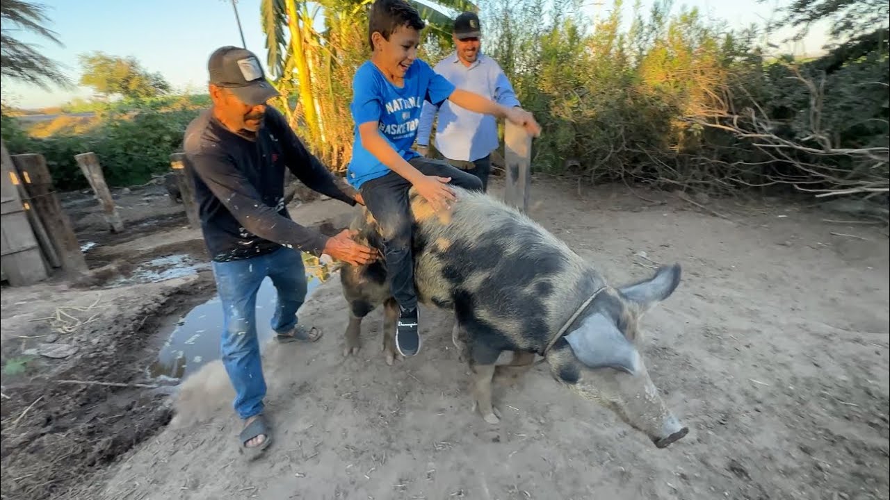 JINETEANDO UN COCHI EN EL RANCHO Y ALGO MAS CON SOÑADORES 🐖🐷🤣😂/ Grillo La Duda