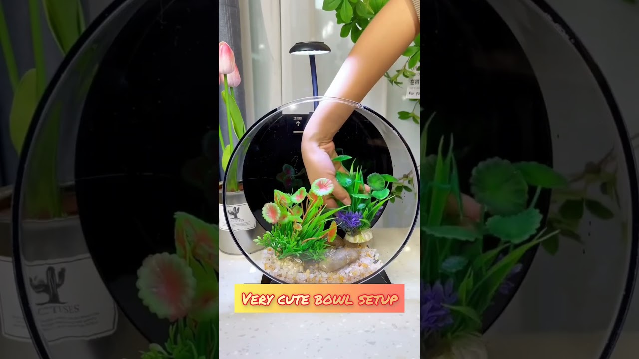 Imported bowl aquarium setup 😍😍😍#shortsfeed #shorts