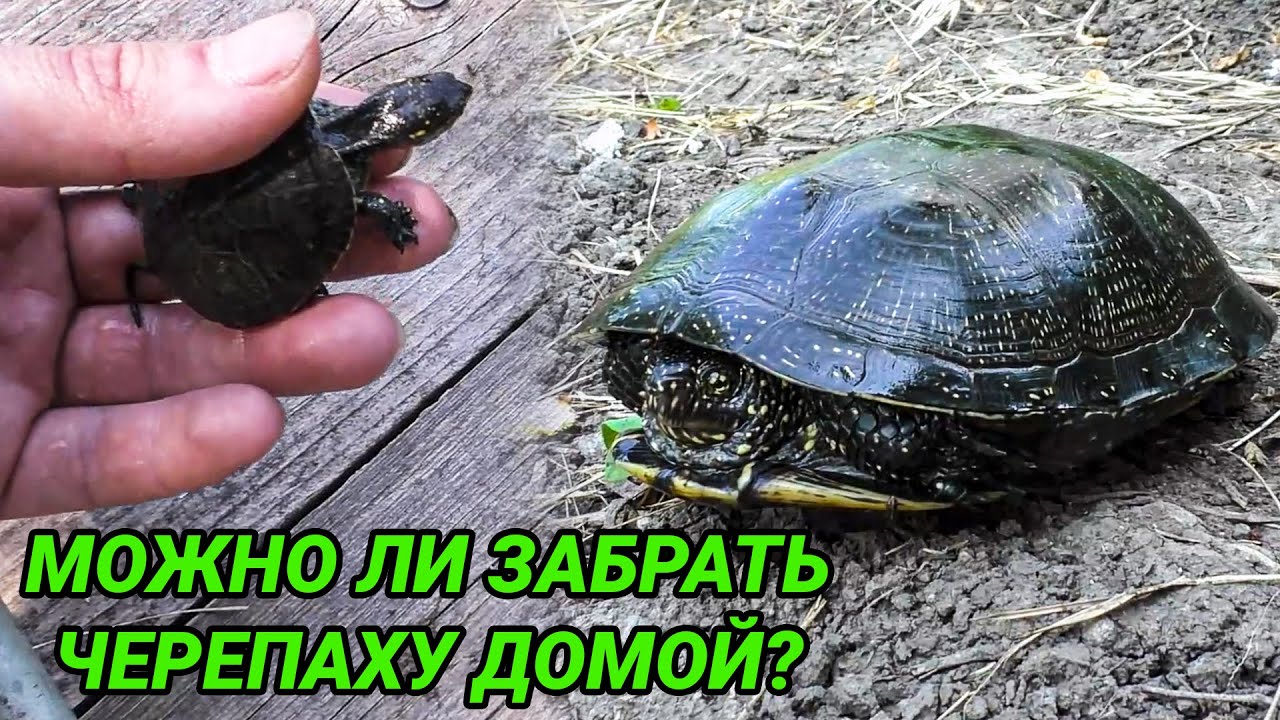 Европейская болотная черепаха - уход и содержание в домашних условиях