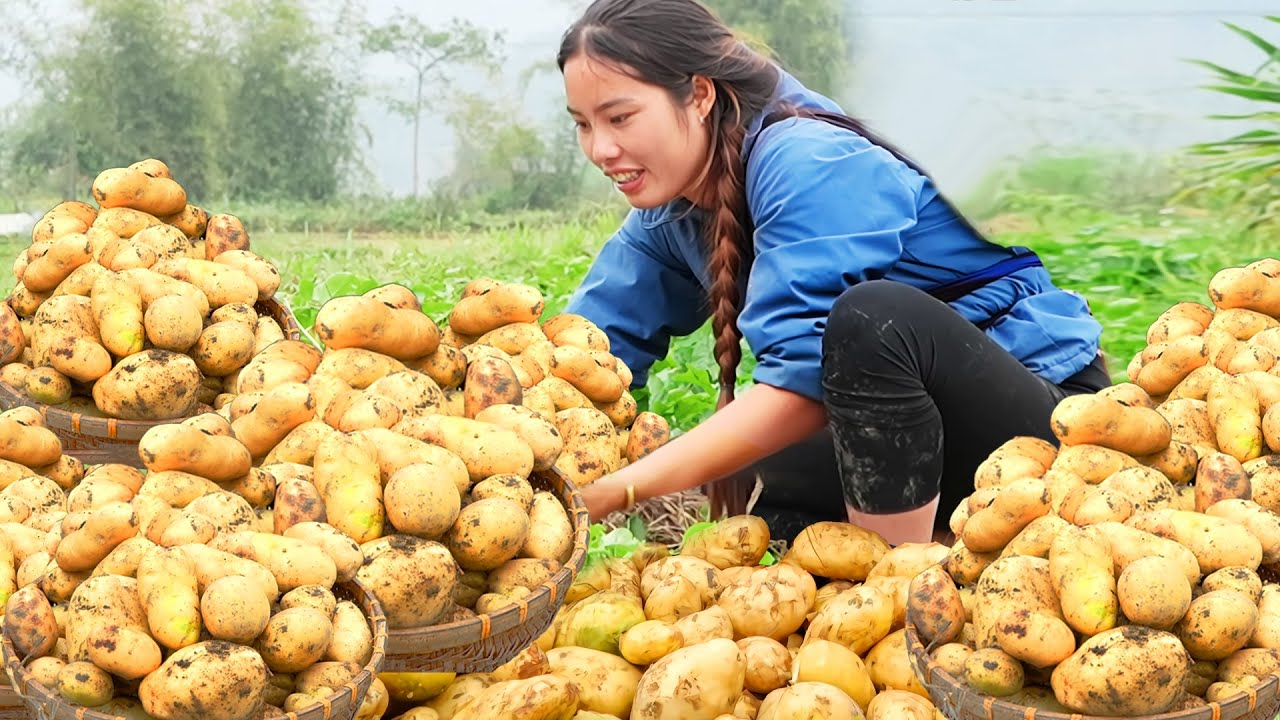 Single mom Harvests fresh potatoes to sell at the market & Find wild beehives & honey bee