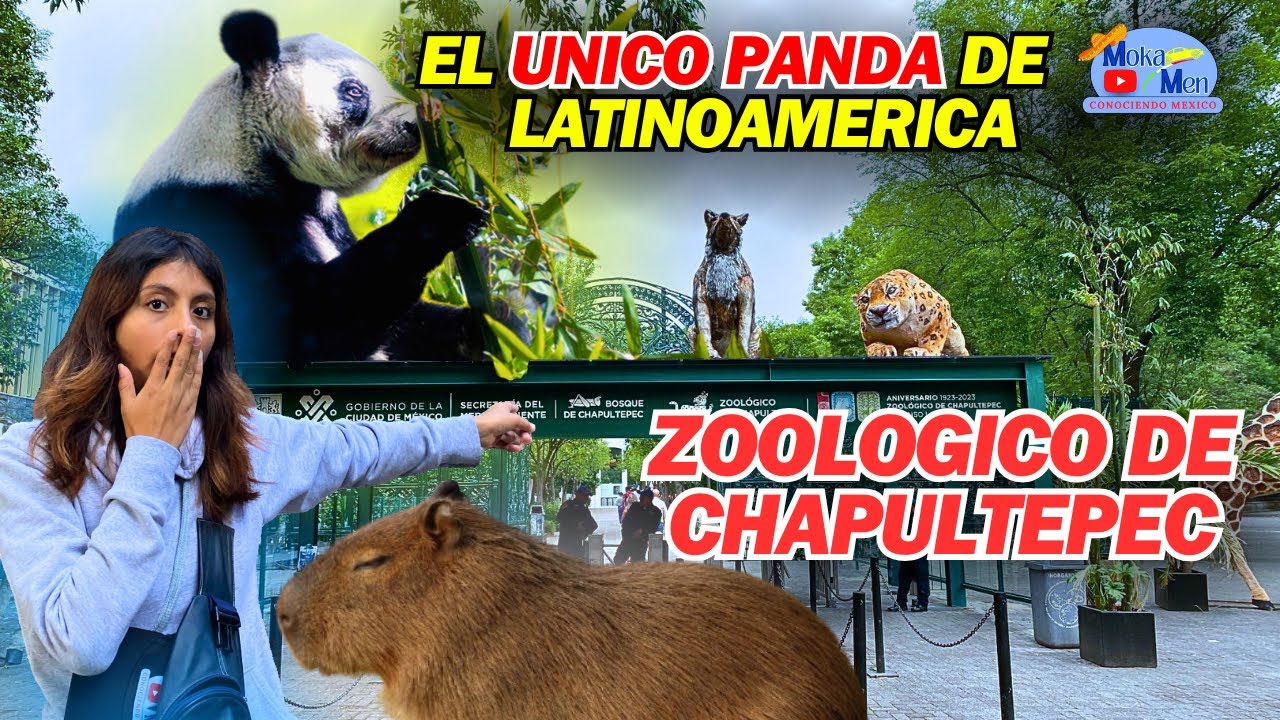 Zool&oacute;gico de Chapultepec CDMX, Xin Xin La &uacute;nica panda de Todo Latinoamerica |Moka Men|
