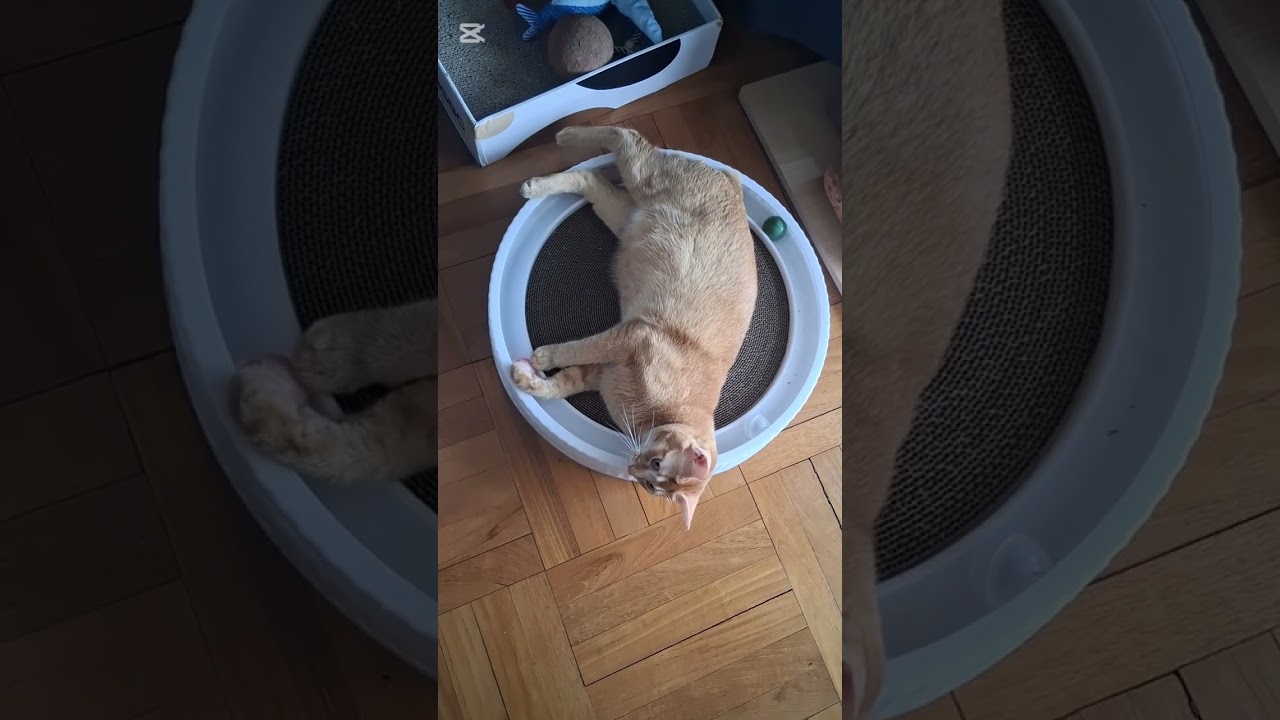 Our Fur Babies #funnycats #cuteoverload #youtubevideo #trending #macau2026
