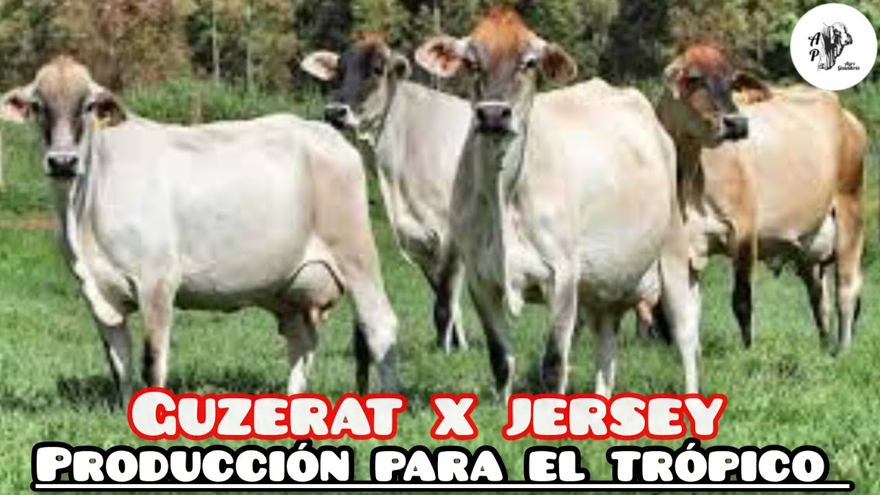 Cruce Jerserát: Guzerat x Jersey | Ganado para producción en el trópico