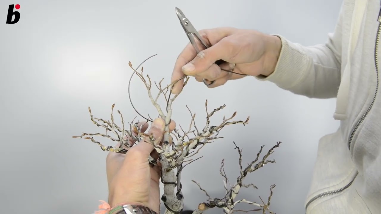 Too dominant at the top  fagus crenata step 02