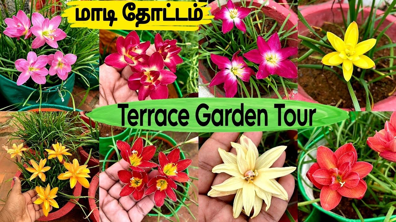 மாடி தோட்டத்தில் மலர்கண்காட்சி / Terrace Garden Tour/Maadi Thottam/Rain Lily Verities/Gardening Tips