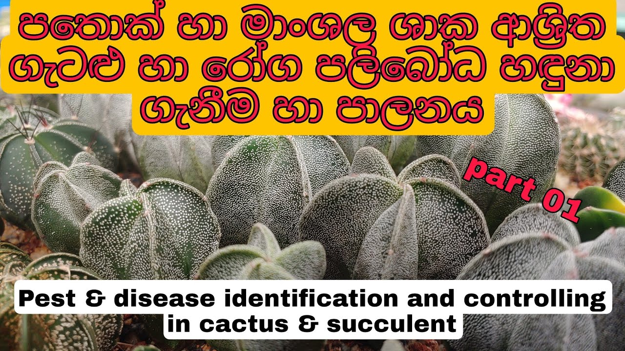 පතොක් හා මාංශල ශාක ආශ්‍රිත ගැටළු හා රෝග පලිබෝධ පාලනය.Pest & disease and controlling in cactus.