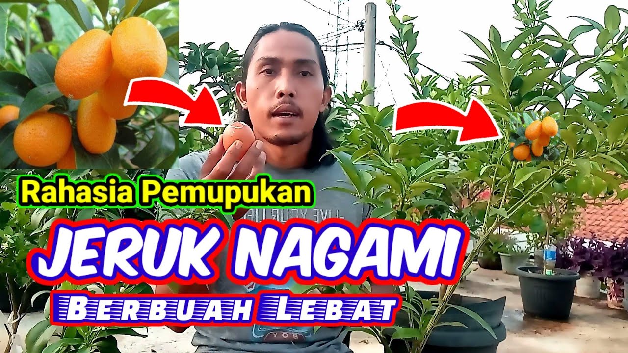 Jeruk Nagami Tabulampot Rajin Berbuah