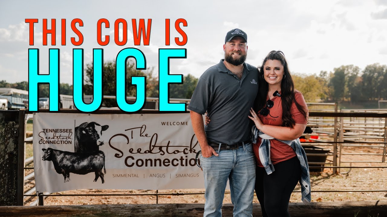 Welcome to the Cattle Sale!!