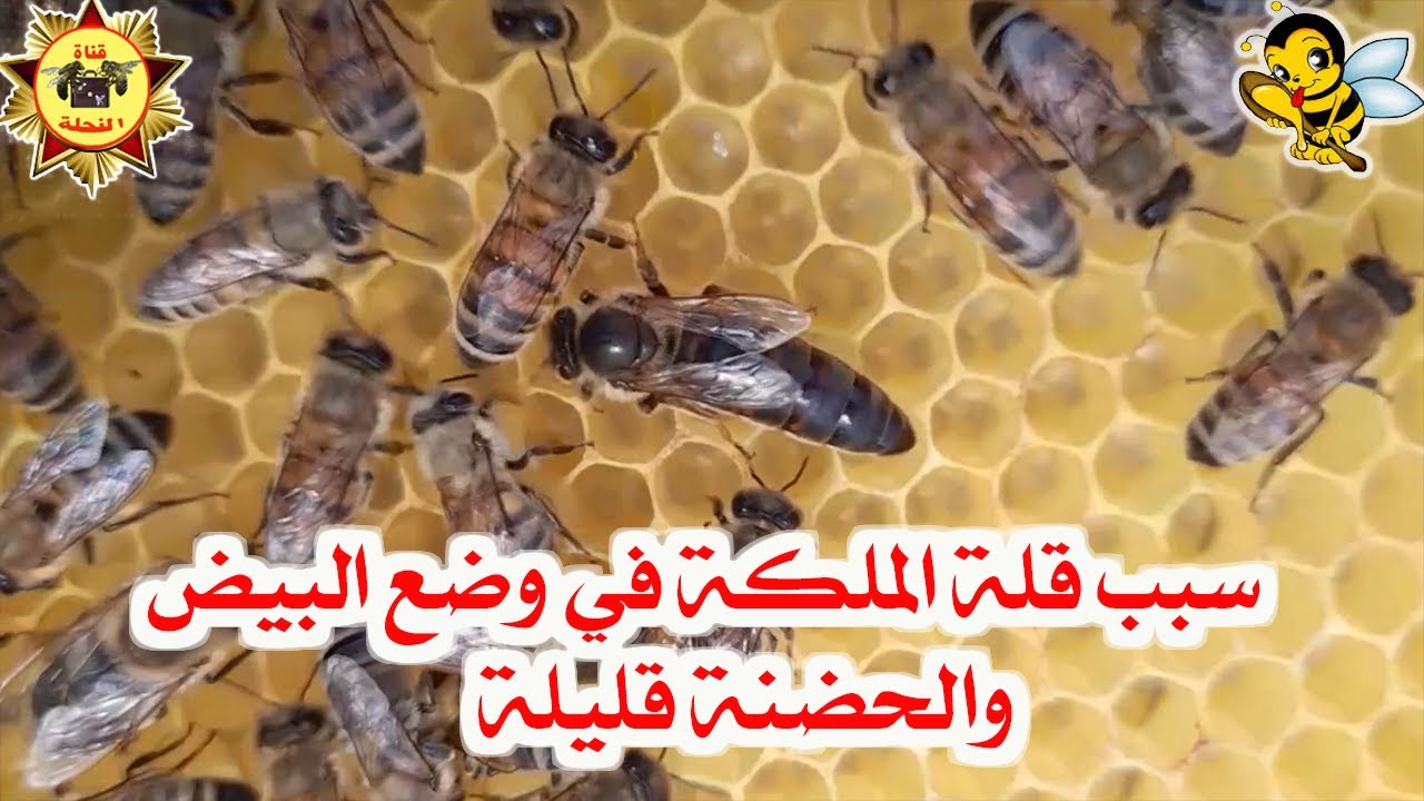 لماذا الملكة لا تضع البيض بكثرة؟ أسباب قلة البيض والحضنة في هذا الوقت من اواخر الشهر 4.