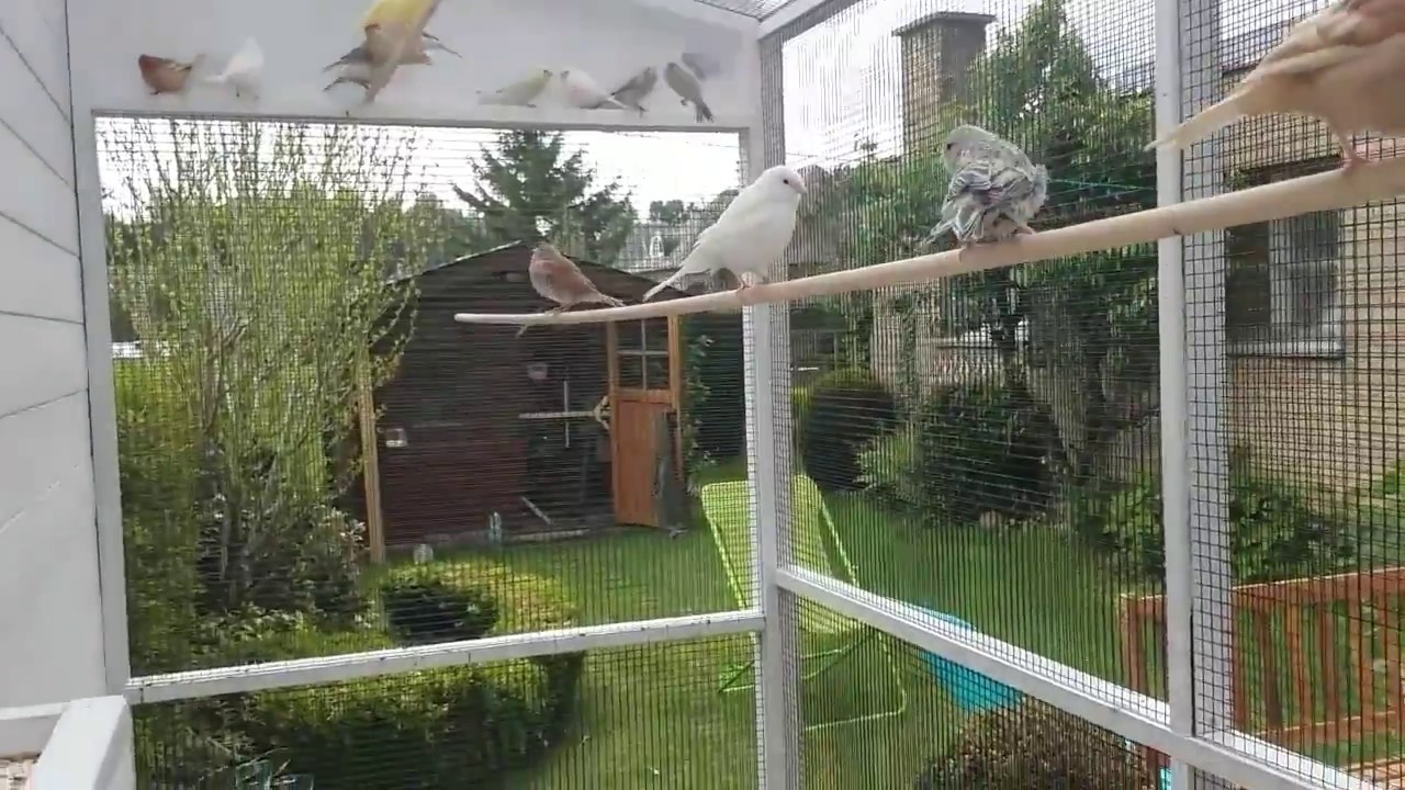 Elevage chardonneret et canaris 19 mai 2017
